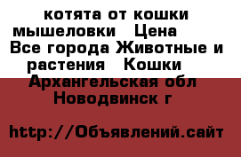 котята от кошки мышеловки › Цена ­ 10 - Все города Животные и растения » Кошки   . Архангельская обл.,Новодвинск г.